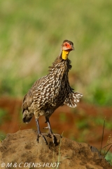 francolin / spurfowl