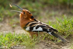 huppe / hoopoe