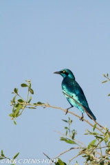 merle métallique / blue-eared starling