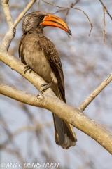 calao / hornbill