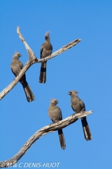 touraco / go-away-bird