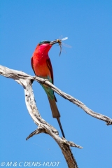 guêpier carmin / carmine bee-eater