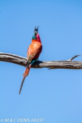 guêpier carmin / carmine bee-eater