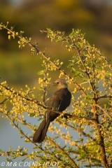 touraco / go-away-bird