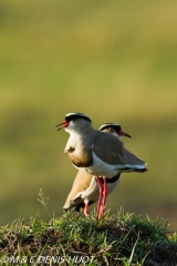 vanneau couronné / crowned plover