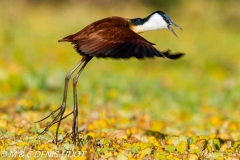 jacana