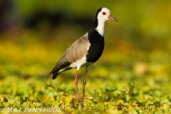 vanneau à ailes blanches / long-toed lapwing