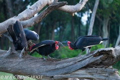 grand calao terrestre / ground hornbill