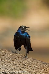 merle métallique / blue-eared starling