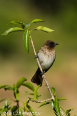 bulbul