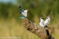 martin-chasseur / kingfisher