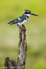 martin-pêcheur / kingfisher