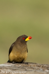 pique-boeuf / oxpecker