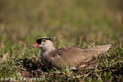 vanneau à caroncule / wattled lapwing