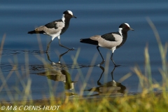 vanneau armé / blacksmith lapwing