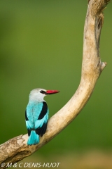 martin-chasseur / kingfisher