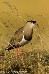 vanneau couronné / crowned plover