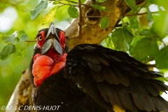 grand calao terrestre / ground hornbill