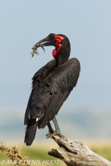 grand calao terrestre / ground hornbill