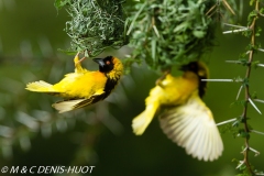 tisserin gendarme / village weaver