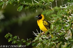 tisserin gendarme / village weaver