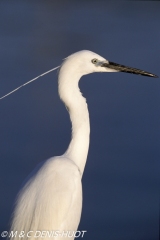 aigrette garzette / little egret