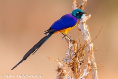 choucador royal / golden-breasted starling