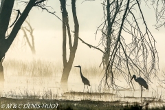 héron cendré / grey heron