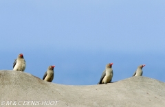 pique-boeuf / oxpecker