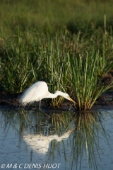 grande aigrette / great egret