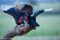 grand calao terrestre / ground hornbill