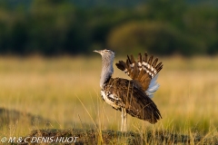 outarde kori / kori bustard