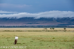 outarde kori / kori bustard