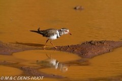 pluvier à triple collier / Forbes's Plover