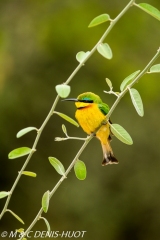 guêpier nain / little bee-eater