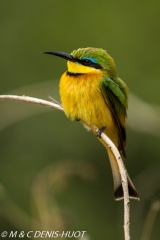 guêpier nain / little bee-eater