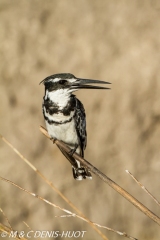 martin-pêcheur / kingfisher