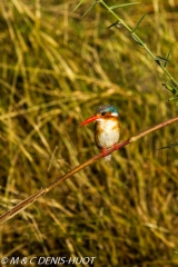 martin-pêcheur / kingfisher