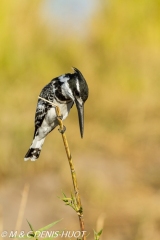 martin-pêcheur / kingfisher