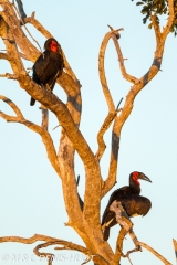 grand calao terrestre / ground hornbill