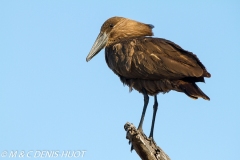 ombrette / hammerkop