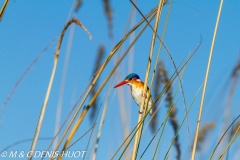 martin-pêcheur / kingfisher