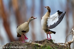 ouette d'Egypte / egyptian goose