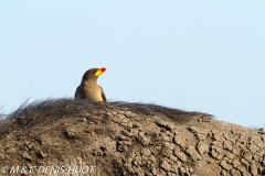 pique-boeuf / oxpecker