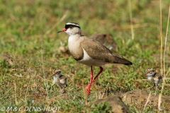 vanneau couronné / crowned plover