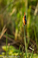 martin-pêcheur / kingfisher