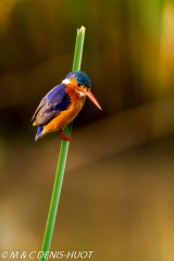 martin-pêcheur / kingfisher