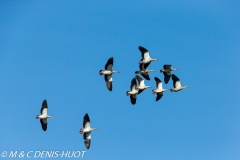 ouette d'Egypte / egyptian goose