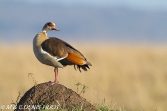 ouette d'Egypte / egyptian goose