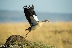 ouette d'Egypte / egyptian goose